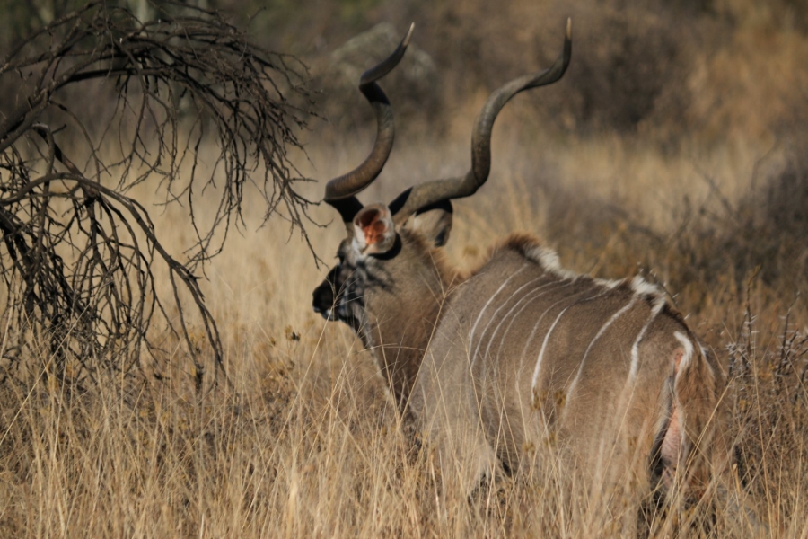 Commercial Property for Sale in Lekwena Wildlife Estate North West